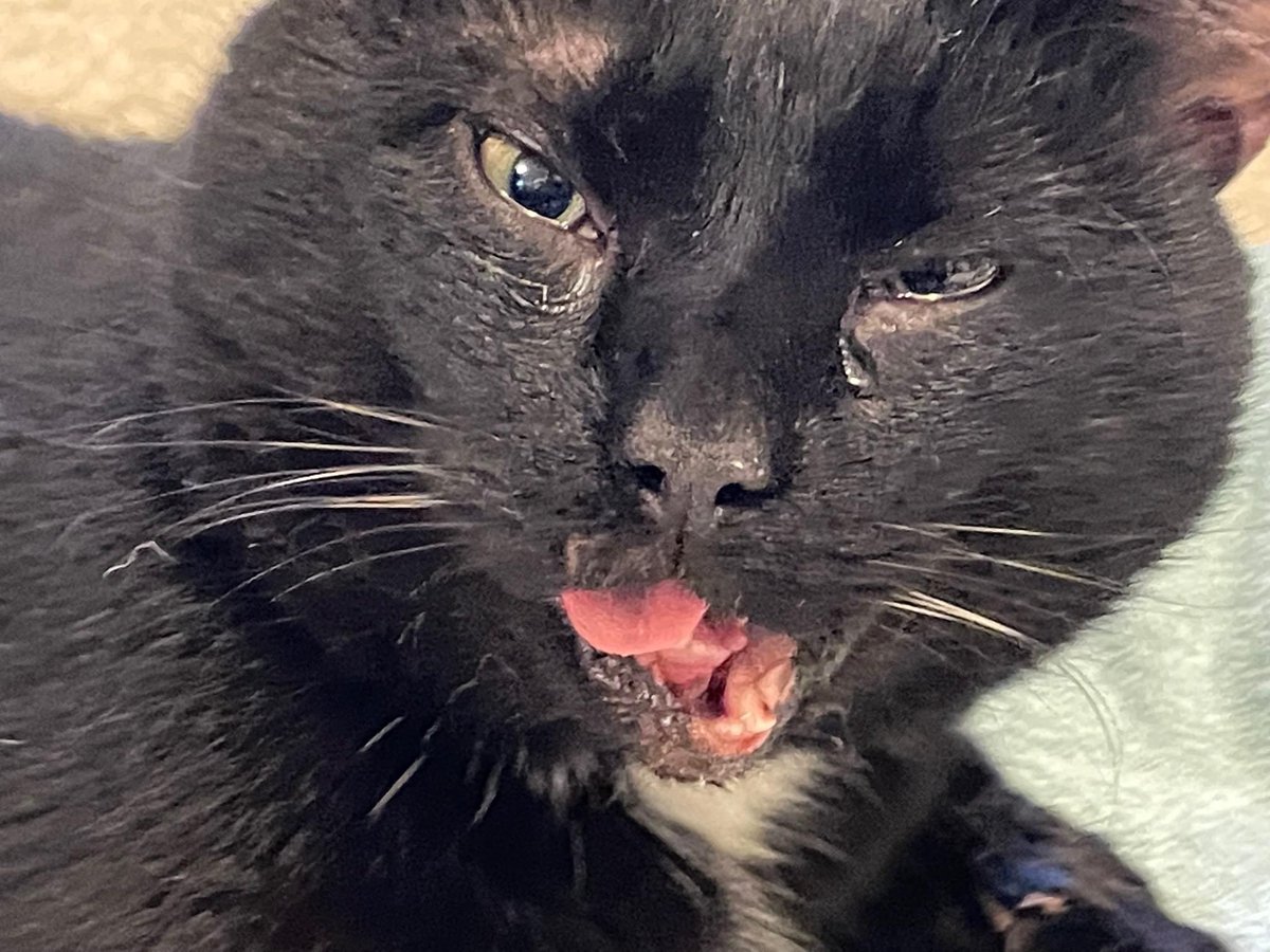 CW: INJURED CAT URGENT! Late last night we got a request for a badly injured cat in need - two kind folks coming home from a wedding found him in the street. We’ve finally found an open vet ER in PA & he’s getting critical care now. Please donate: showyoursoftside.org/donate/ or RT!