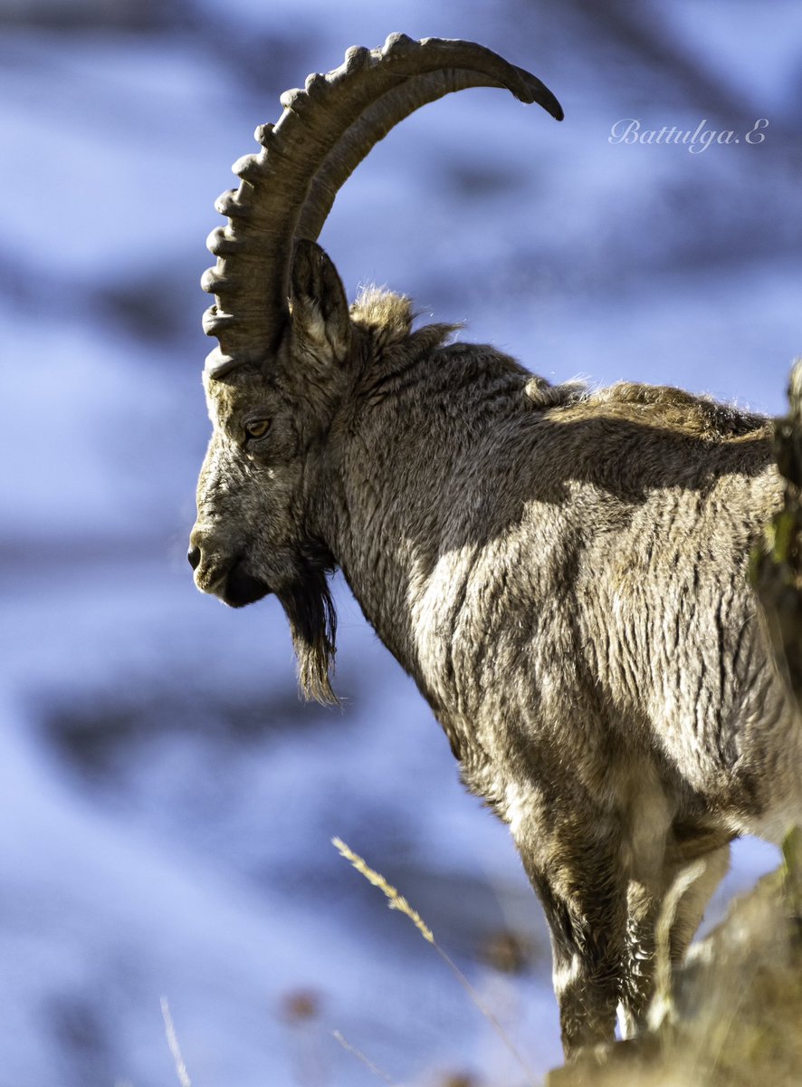 Өнөөдөр Богдхан ууланд буулгав. 1985 онд Говь гурвансайхан уулаас шилжүүлсэн янгирын тоо толгой өсөж 200 давсан байна.