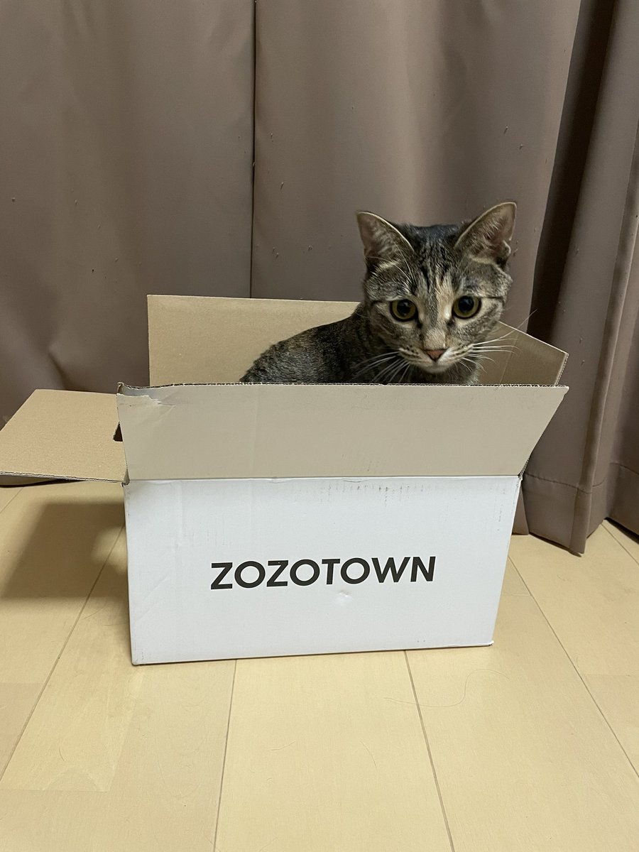 52doya's tweet photo. ZOZOの箱白に変わったんだーと思ったら、10万ポイントゲットの権利を取得したらしい✌︎('ω'✌︎ )

相変わらずそうすけは段ボールがお好きなようで❤️
#ZOZOTOWNWEEK箱CP https://t.co/zJTdV3WU2S