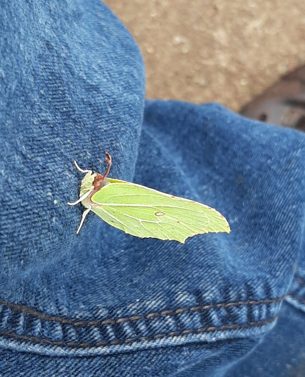 Kennomeat's tweet photo. @AndrewStuart I was out litter picking Saturday and was befriended by this, it should be hibernating! https://t.co/vg2wftwh28
