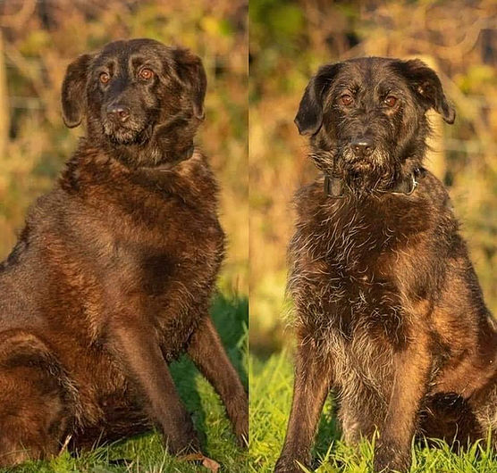 AdoptionsUk's tweet photo. Please retweet to help Allie and Ellie find a home together #CARMARTHENSHIRE #WALES 

Kept in a shed with no windows for 3 years, since then been waiting for adoption for 4 years! 
Sweet and friendly, they could live with another calm dog 🐶✅

DETAILS 👇
https://t.co/ojKcVk9cmN https://t.co/RonqhxO090