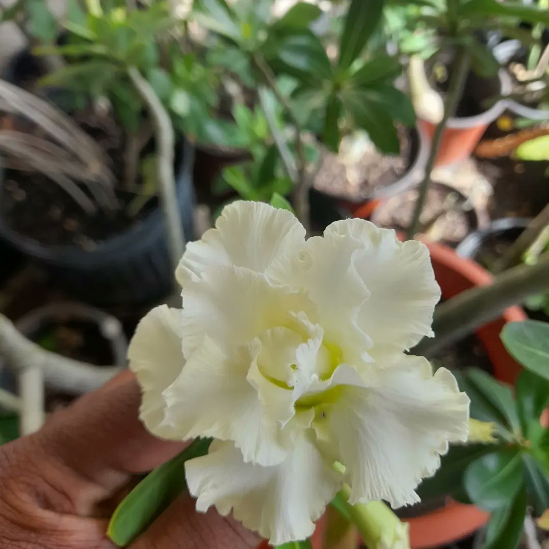 Tinkzella's tweet photo. Promise me a rose garden and you will have your heart's desires🥰🥰🥰 #desertroses https://t.co/AUp1NLSjxW