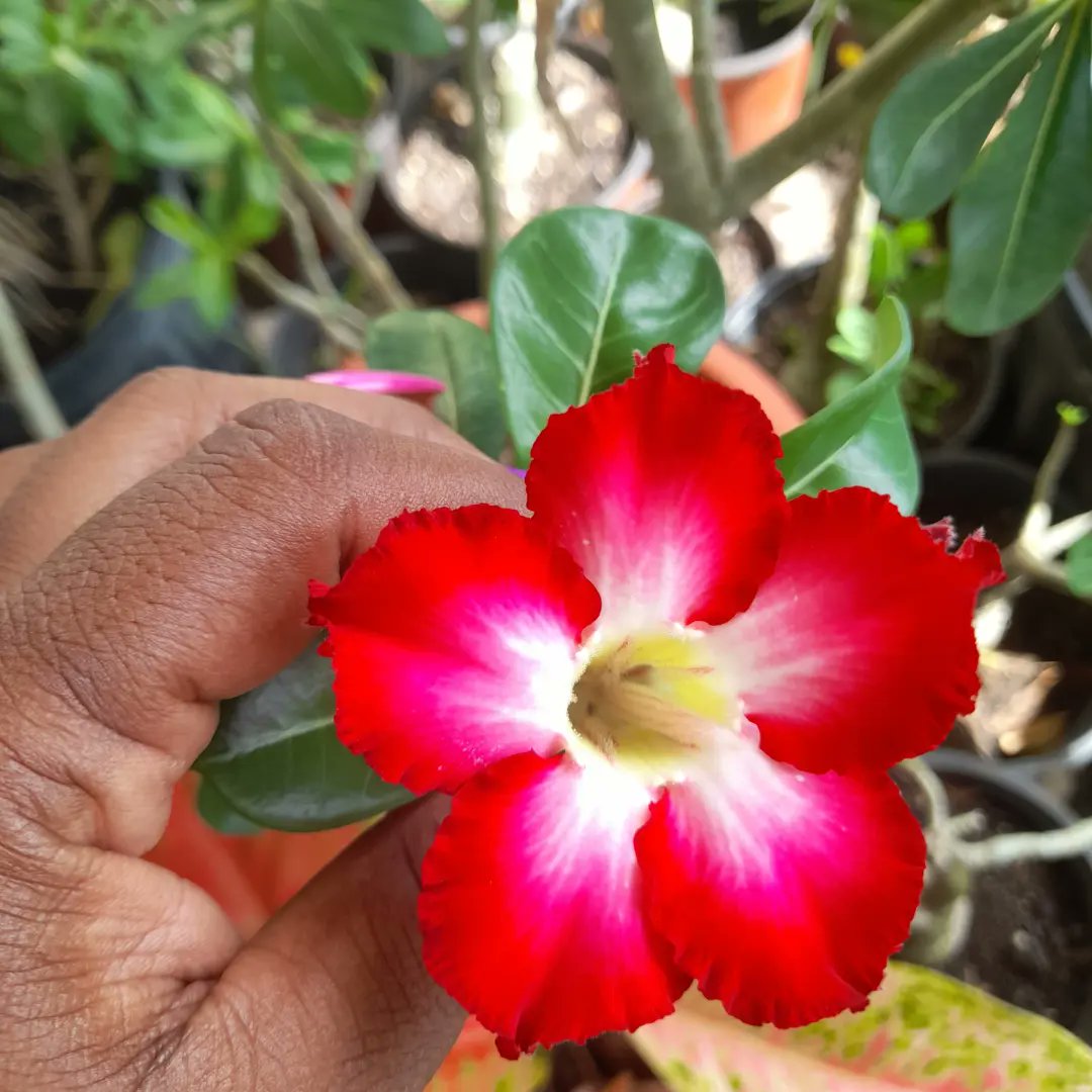 Tinkzella's tweet photo. Promise me a rose garden and you will have your heart's desires🥰🥰🥰 #desertroses https://t.co/AUp1NLSjxW
