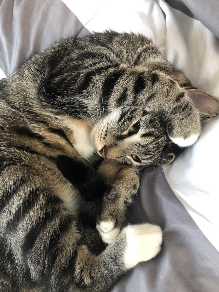 katlynchdraws's tweet photo. @jacasiegel Pocket &amp; Thor heartily recommend a cozy naptime, if you’re able to https://t.co/KbGprbkZnz