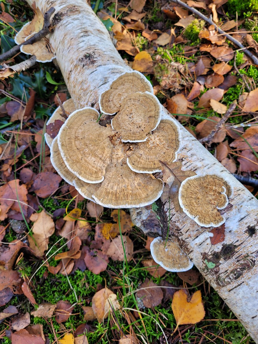 Het wordt wel minder maar ze zijn er nog. 🍄@Staatsbosbeheer #schoorlseduinen <a href="/bosw8erpatricia/">Patricia v. Lieshout🌱</a>