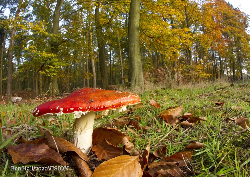 WildlifeTrusts's tweet photo. You can find this classic fairy tale toadstool beneath birch trees in autumn 🍄 https://t.co/ZJeP7Zd0Wk https://t.co/6VAQNAIve5