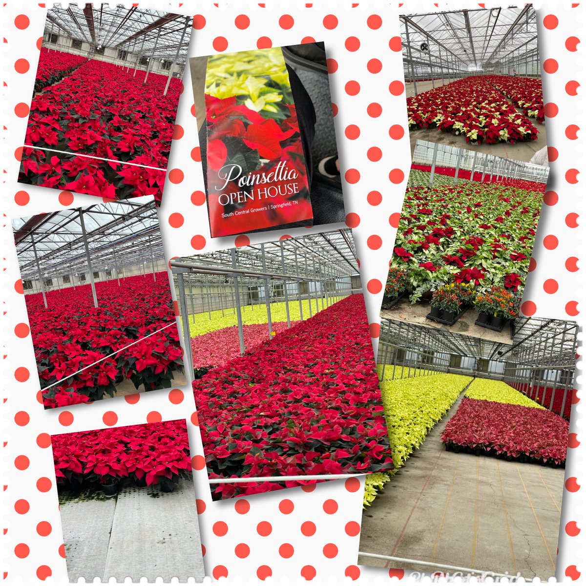 Getting ready for Christmas with South Central Growers!