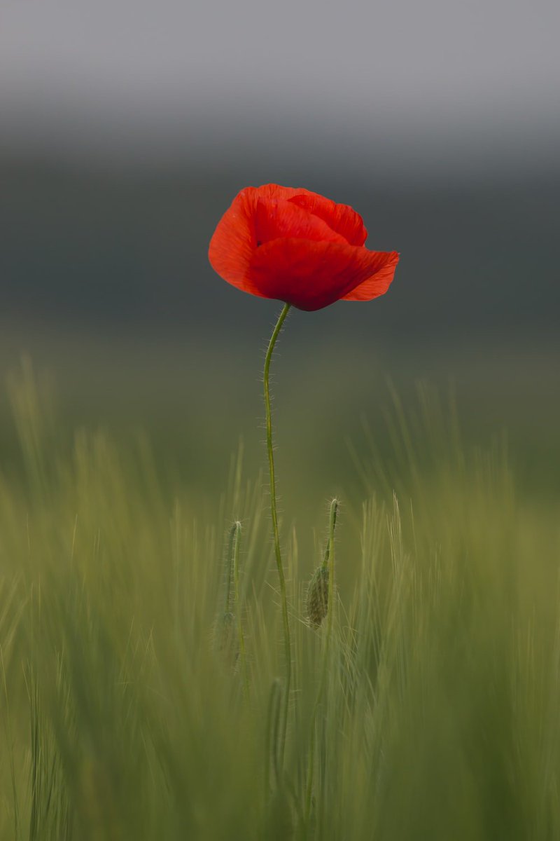 big_Louis8's tweet photo. #LestWeForget https://t.co/pfhfRw5ZEK