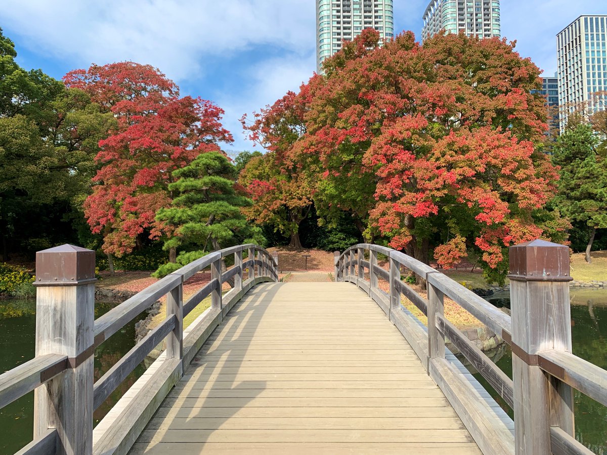 浜離宮恩賜庭園 on Twitter: "#DYK #HamarikyuGardens has trident maples