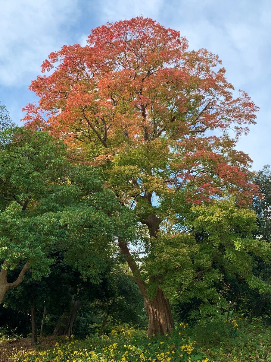 浜離宮恩賜庭園 on Twitter: "#DYK #HamarikyuGardens has trident maples