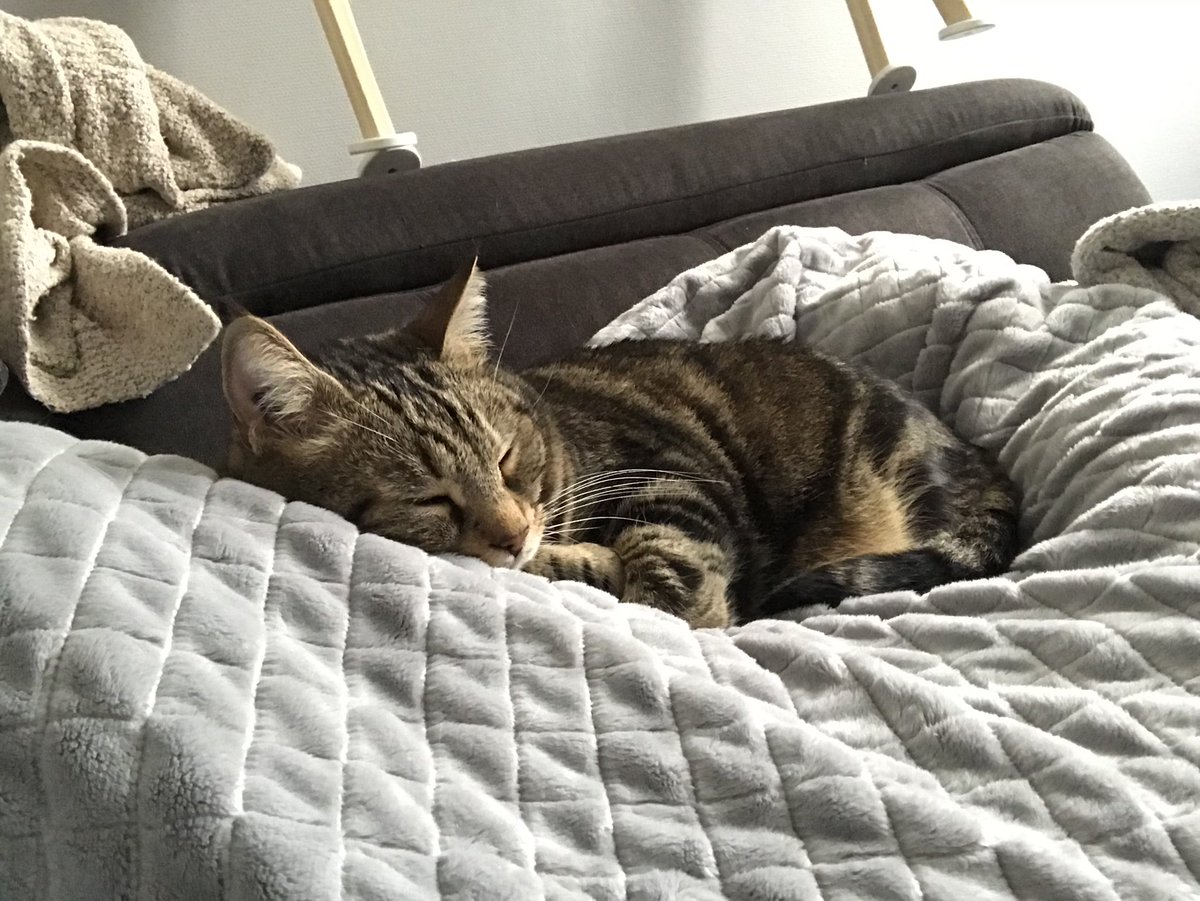 Nachoslechat's tweet photo. Envoyez tous vos ronrons à la grande sieste, ou Loki aka Lokette la croquette est arrivé ce matin. 
On a fait tout ce qu’on a pu. Il nous manque déjà énormément. https://t.co/8pgMAjWv3q