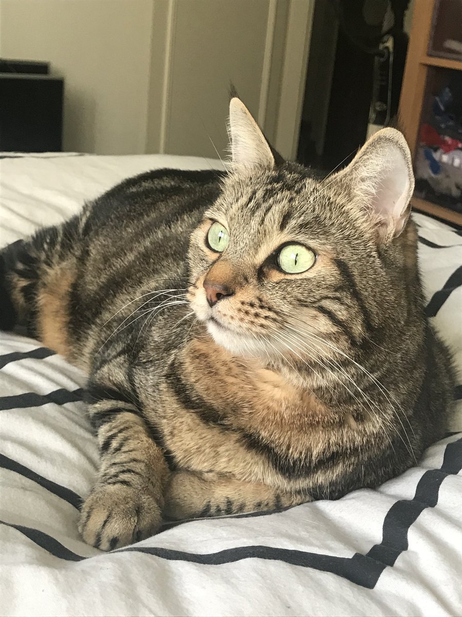 Nachoslechat's tweet photo. Envoyez tous vos ronrons à la grande sieste, ou Loki aka Lokette la croquette est arrivé ce matin. 
On a fait tout ce qu’on a pu. Il nous manque déjà énormément. https://t.co/8pgMAjWv3q
