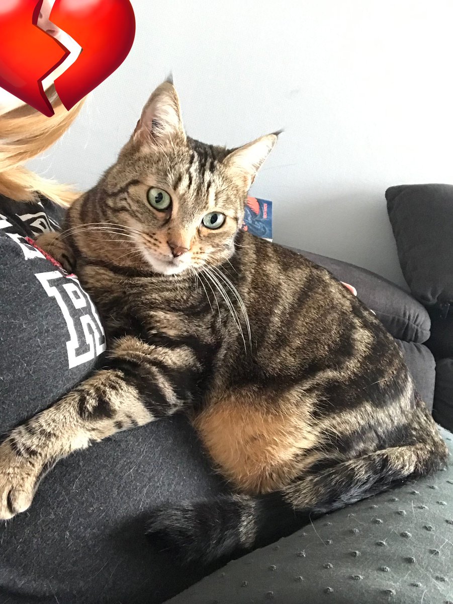 Nachoslechat's tweet photo. Envoyez tous vos ronrons à la grande sieste, ou Loki aka Lokette la croquette est arrivé ce matin. 
On a fait tout ce qu’on a pu. Il nous manque déjà énormément. https://t.co/8pgMAjWv3q
