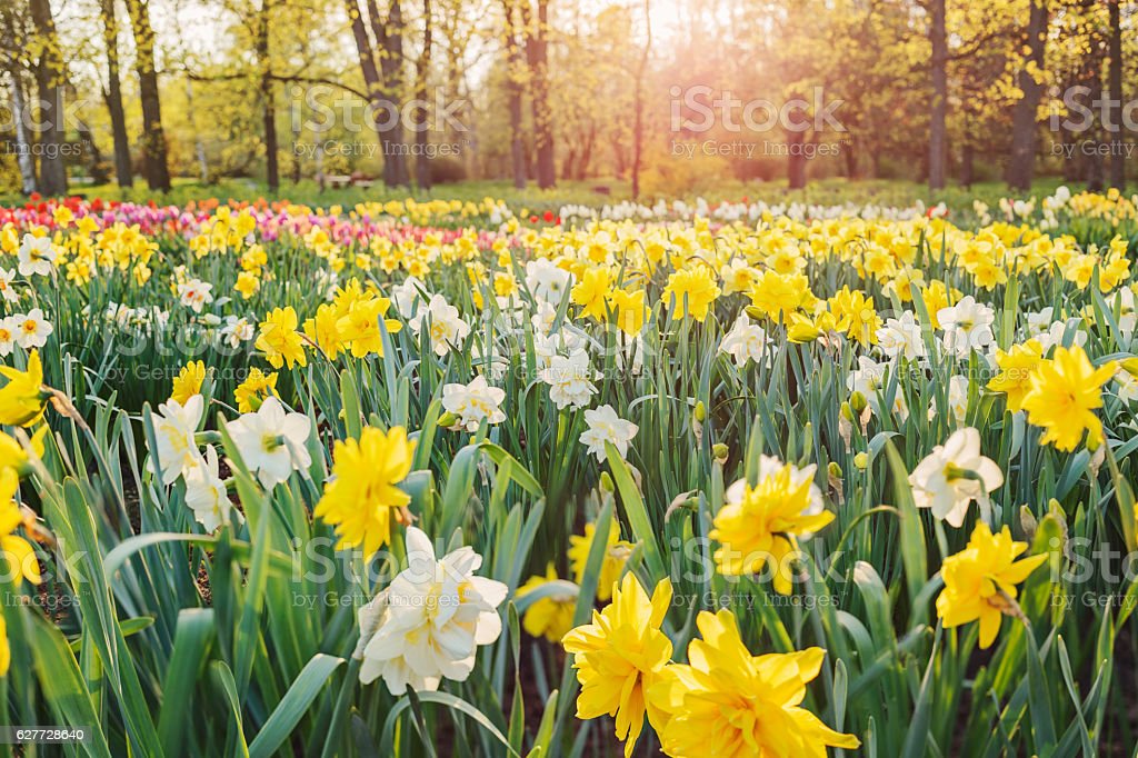 SimSt555's tweet photo. #FlowersForLouis
Flowers for our sun! Get well soon! https://t.co/SRx3FsdPdB