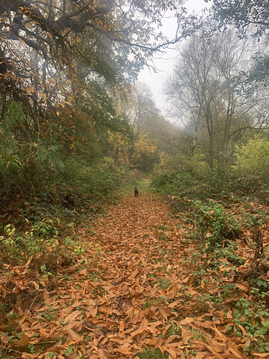 Beautiful Sunday for leafy zooms 🥰#DogsofTwittter #SundayMorning #sundayvibes