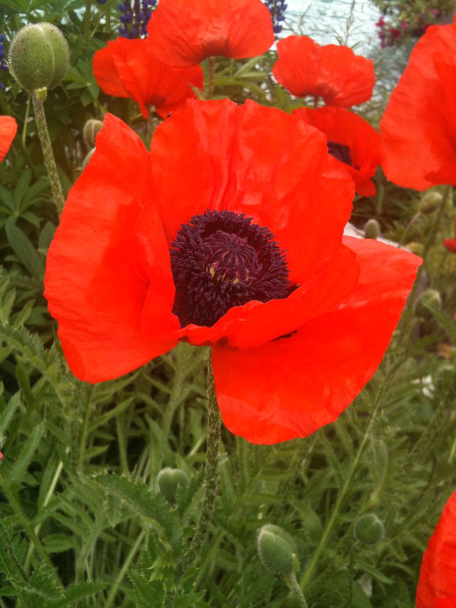 #LestWeForget 

#Remembrance 

#RemembranceSunday 

#WeWillRememberThem 

#AllGaveSomeSomeGaveAll