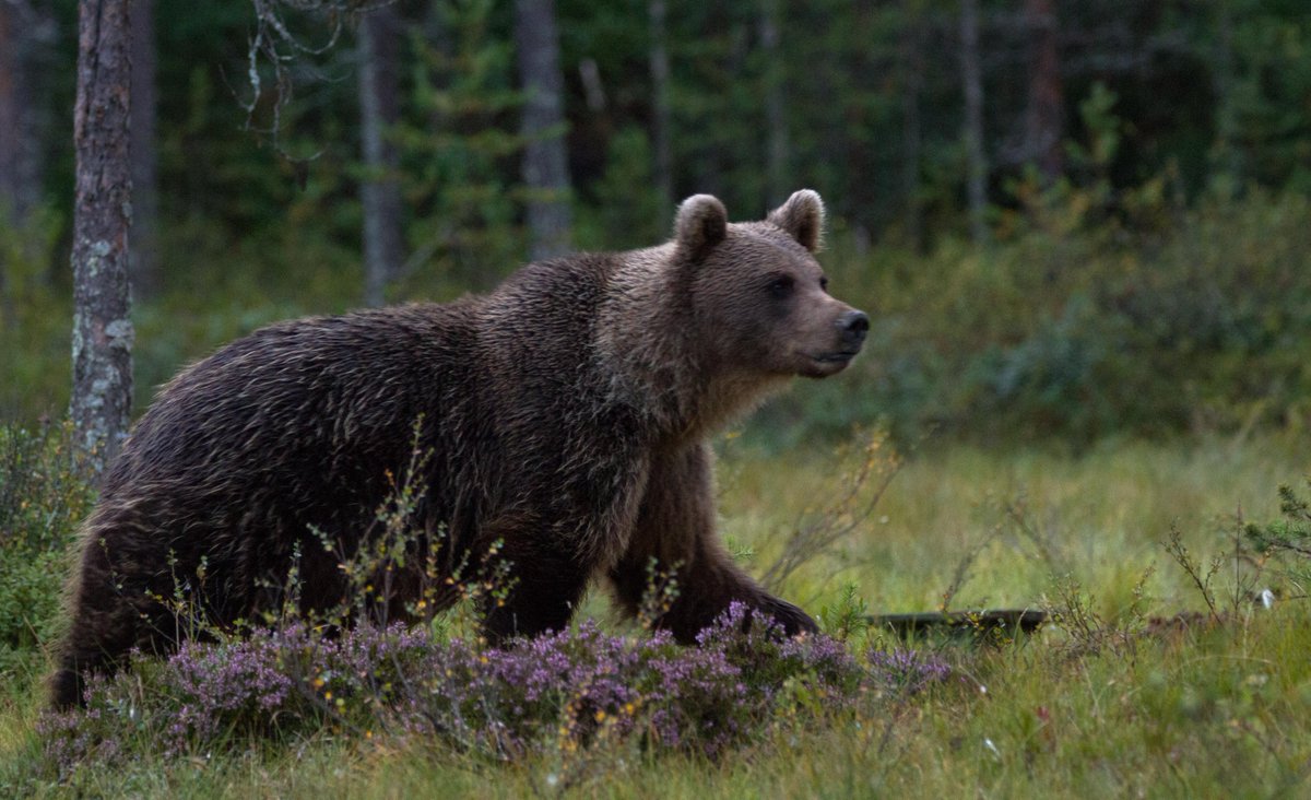 consbiog's tweet photo. #LargeCarnivore comeback in human-dominated landscapes. Where/when are the #BrownBear &amp; #IberianLynx likely to expand in Iberia &amp; how do varying levels of human pressure impact this recolonisation process? @BiogeoBerlin @HumboldtEOLab @ZurellLab @g_fandos https://t.co/Nz0czCtkag https://t.co/WXiAf2XLXC