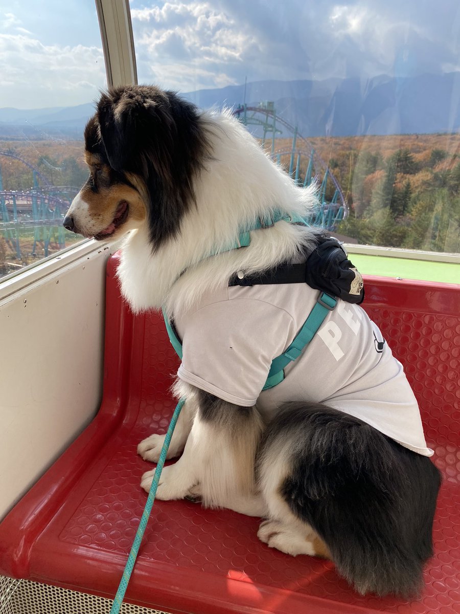 iwillbehappy11's tweet photo. うぃるくんうちの子記念日の那須旅行、犬生初の観覧車🎡にメリゴー🎠乗りました❤️
観覧車中の横顔見たらちゃんと外の景色見てて前世人間か！？ってなった😄 https://t.co/HFjvsuwDIQ