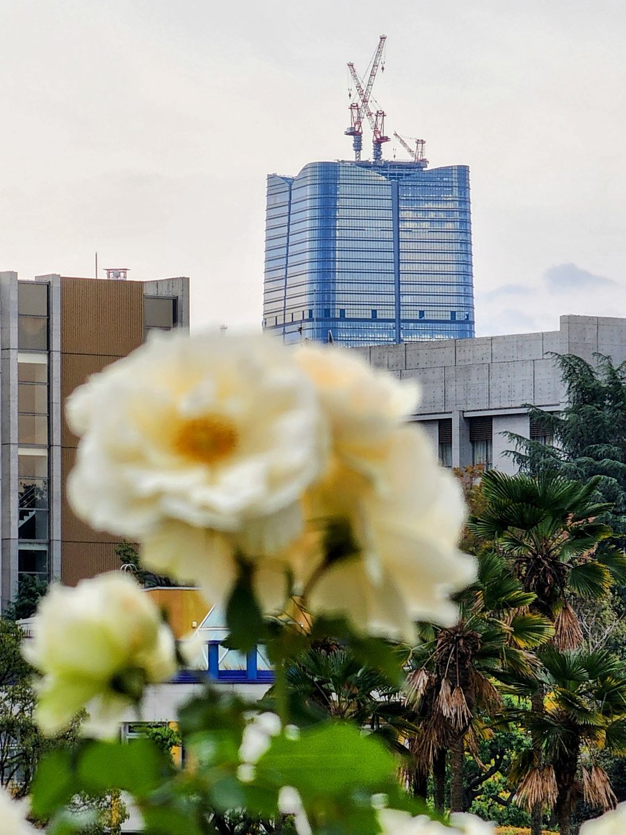 Mr_Tarinn's tweet image. 新宿御苑から虎麻ヒルズ
これまで御苑で意識される高層ビルってドコモタワーや西新宿の超高層ビル群でしたけど、六本木方面もかなりの存在感になりましたね
距離考えたらこんなに大きく見えるなんてちょっと意外でした。さすが300m級！

ちなみに今年の紅葉はちょっとまだらな感じでした…🍂#新宿御苑