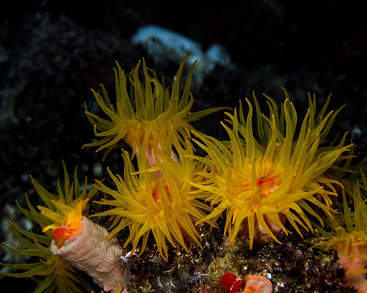 Not all seemingly Hard Corals are Scleractinia like the classic corals we see growing on top of the reef. For example, this coral, the Orange Sun Coral (Tubastraea faulkneri), does not contain Zooxanthellae and obtains its food by feeding using its tentacles. #fintasticbeasts