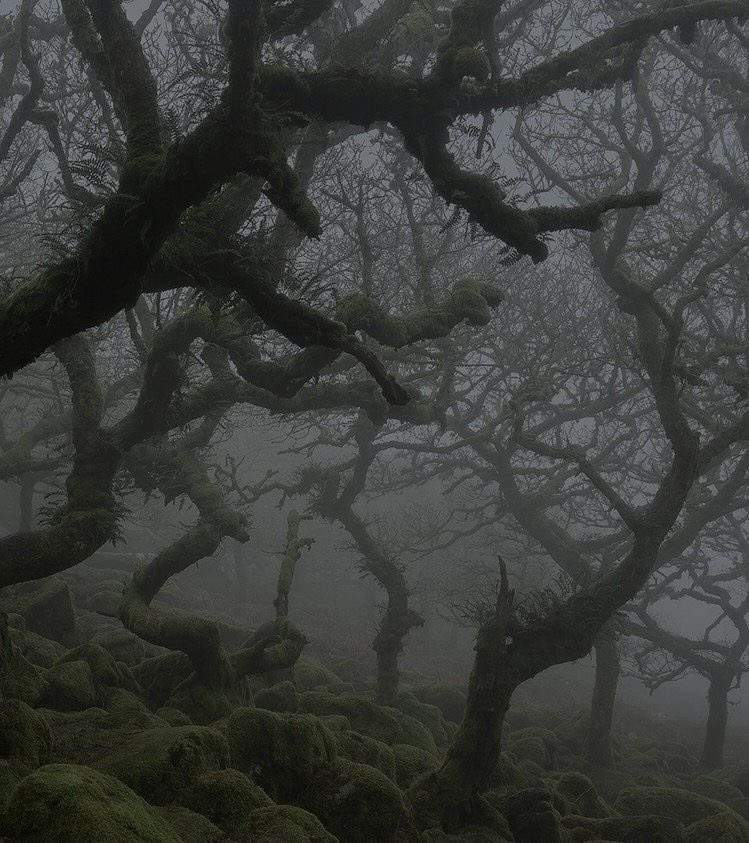 dark forest.