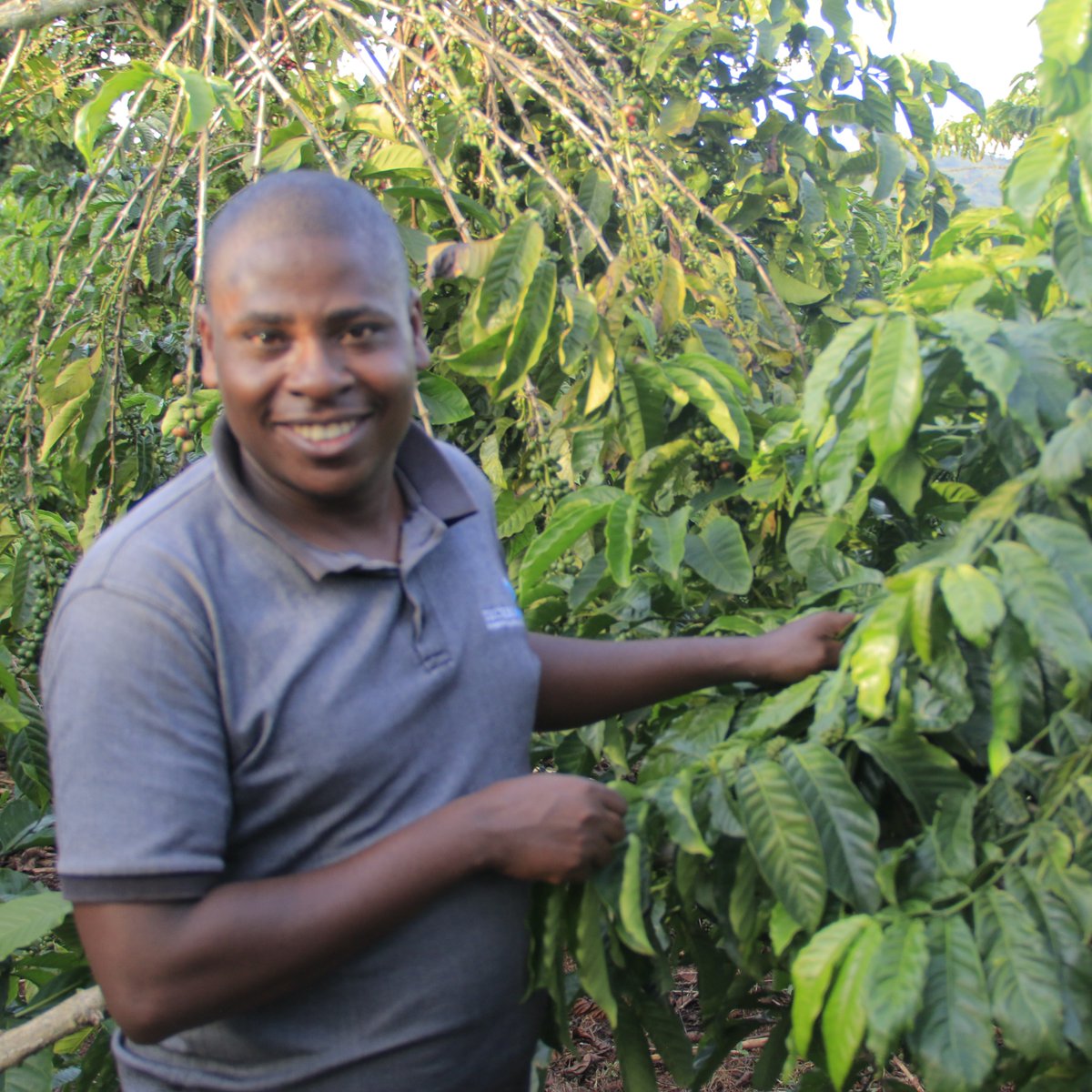 yofchan's tweet image. #AllanMuhoozi a youth champion from Sembabule district, he says quitting his white collar job for agribusiness is the best decision he has ever made in life. He grows coffee and maize on a commercial basis. Embrace #Agric and change your life like Allan.