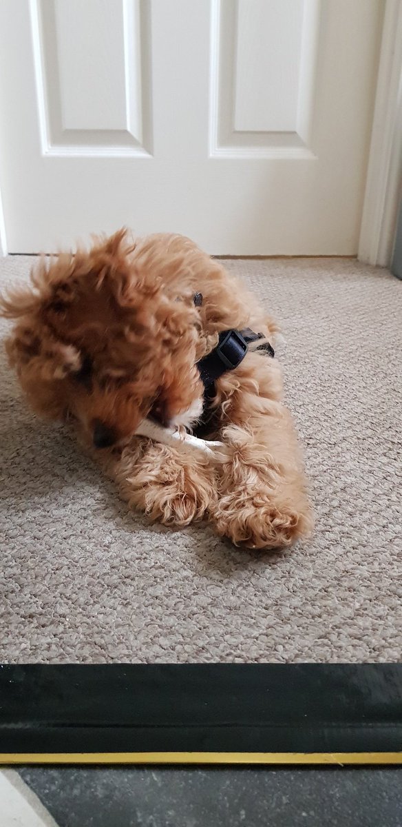 Seymour snack time!

<a href="/cavapooclub/">The Cavapoo Club GB</a>