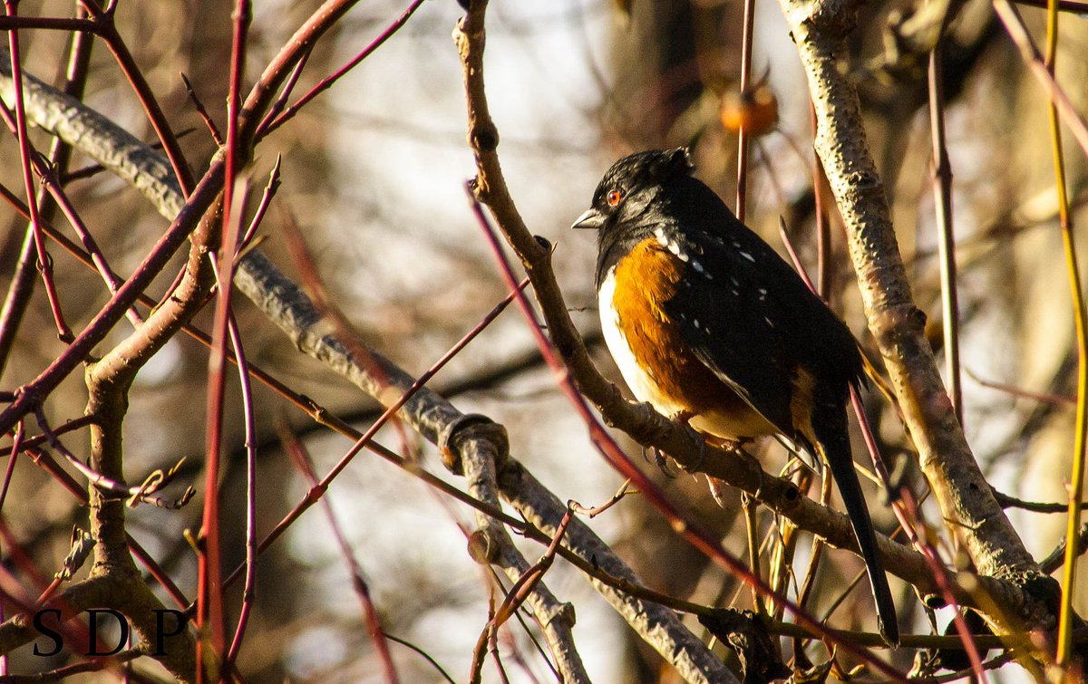 A spotted towhee #throwback #birds #spottedtowhee #gratitude