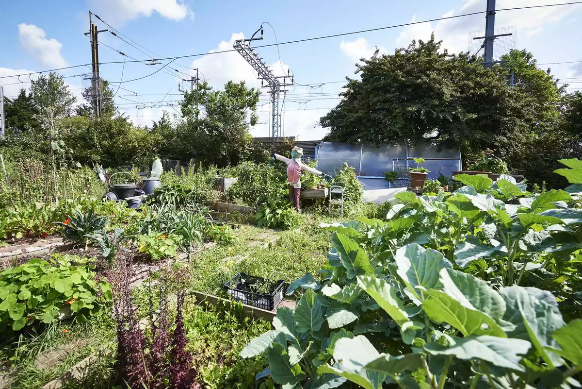 eco_ella's tweet photo. Urban agriculture can be just as productive as rural farming and has the opportunity to work towards several sustainable development goals! Initiative research from @BethBees with endless potential 🐝 

https://t.co/0dVDFJKlwt

#EBE2022 #AcademicTwitter #urbanagriculture https://t.co/phprVmepse