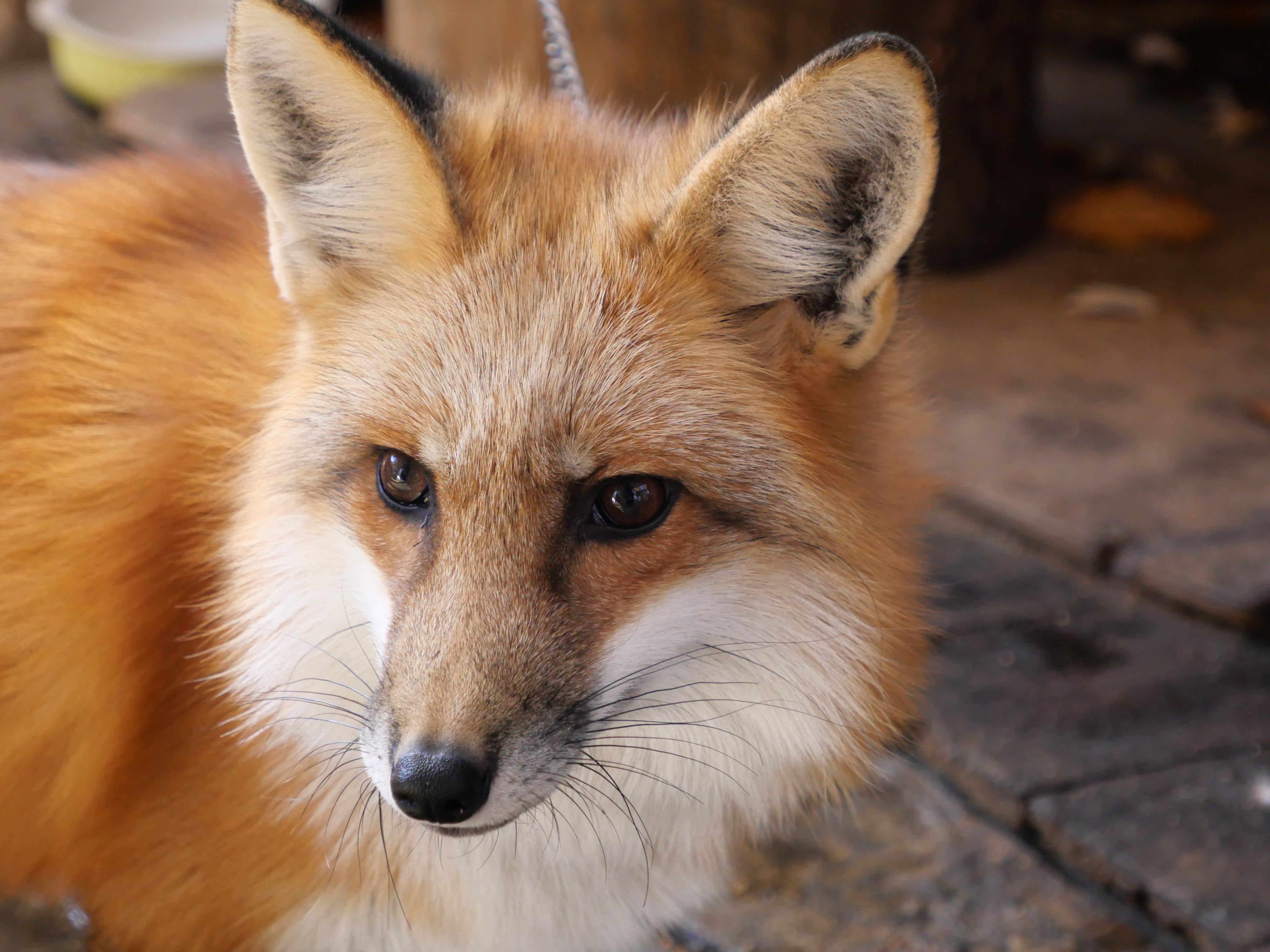 キタキツネ Bow Wow358 Twitter