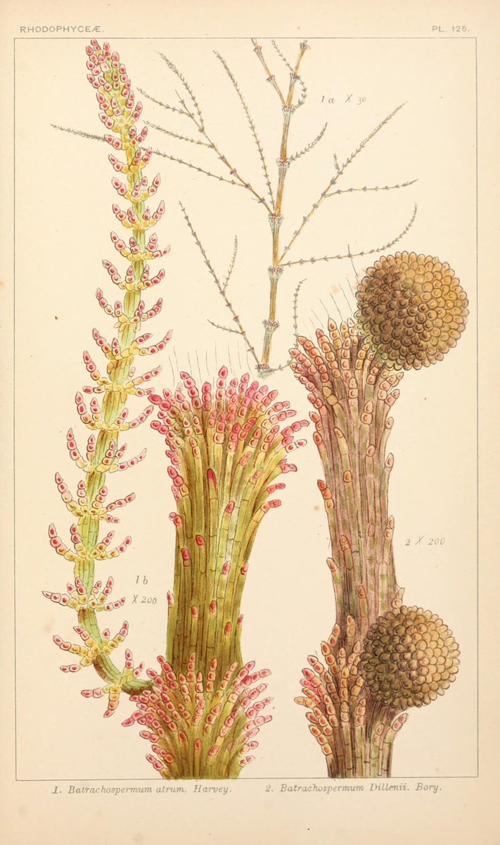 Biodiversity Illustrations tweet media
