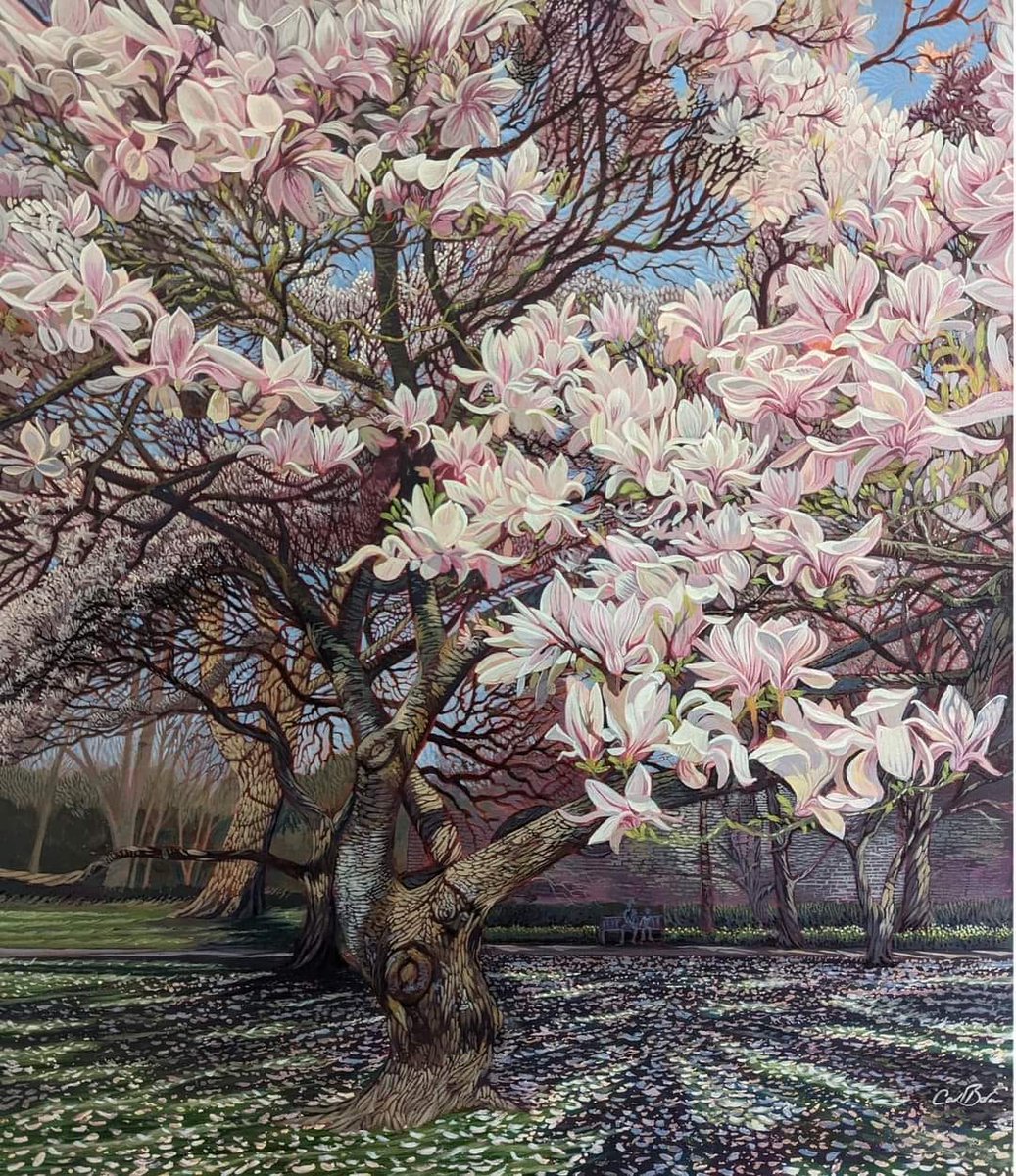 fraveris's tweet photo. Magnolia. 
Carl Bevan https://t.co/ar3tcMovzu