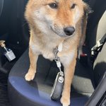 柴犬・おこげちゃん【Shiba Inu"Okoge"】のツイート画像