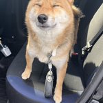 柴犬・おこげちゃん【Shiba Inu"Okoge"】のツイート画像