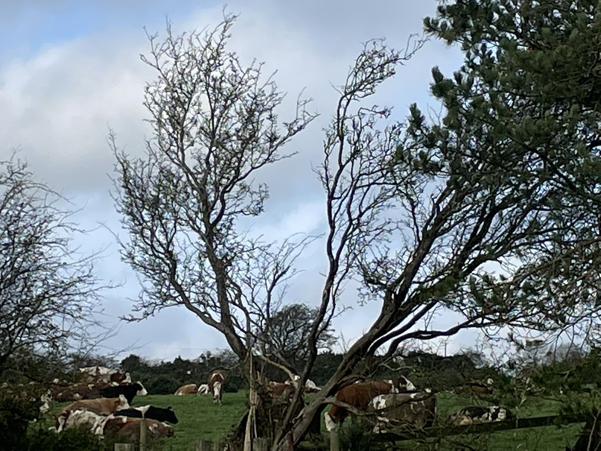 Cows relaxing in 16 degree breeze of a Sunday on the 13th of November……