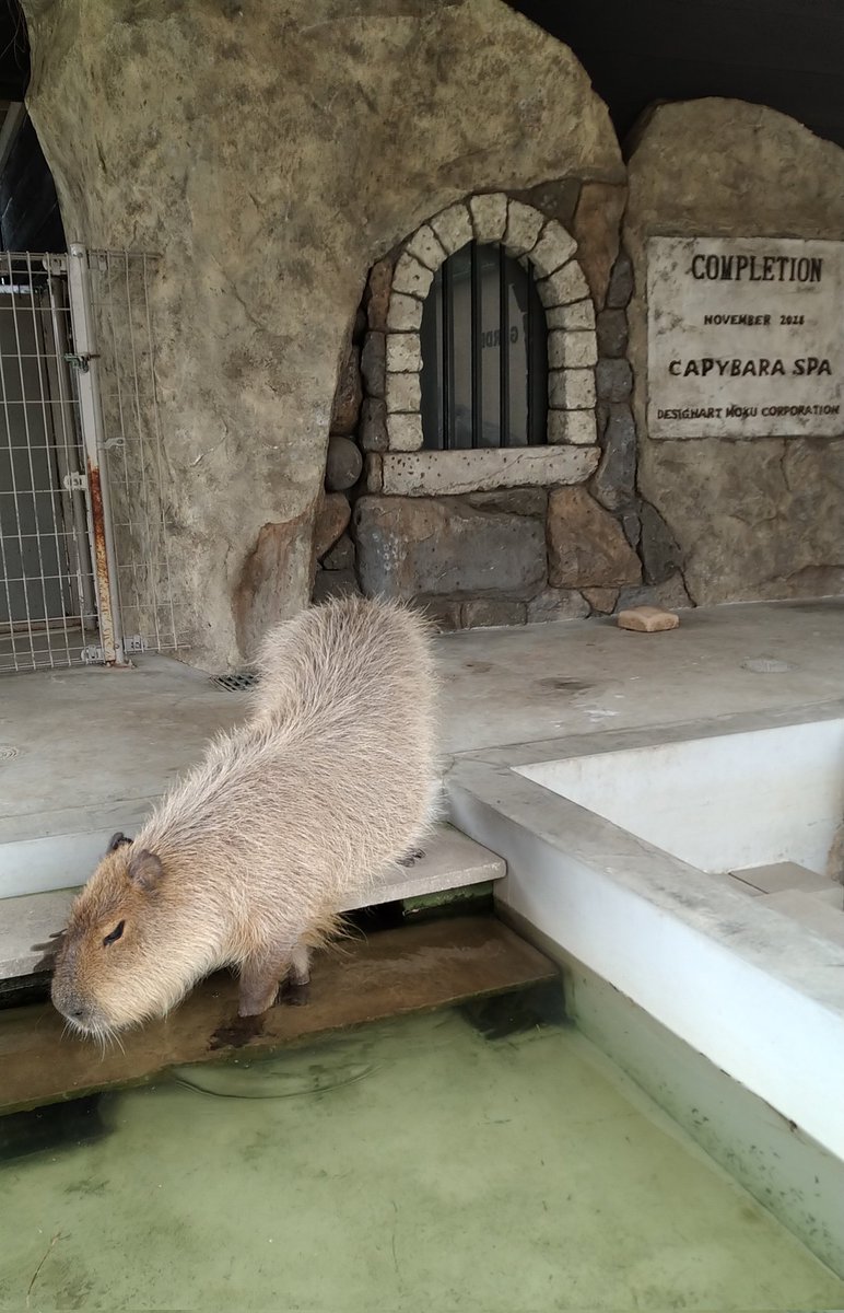 #Capybara #カピバラ 
先月、姫路セントラルパークに行った時の写真
カピ団子～