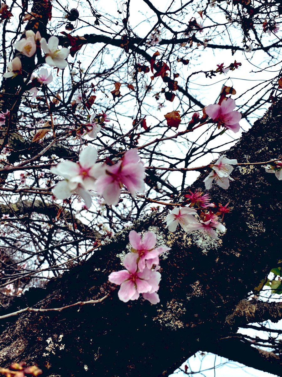 GM__aki's tweet photo. 今年も群馬県桜山公園行ってきました🚗 ³₃  毎年行っているので差程変わりは無いのですがそれでも冬桜の可憐な1輪の花🌸 そしてもみじの紅葉🍁 こころ穏やかになります(๑´͈ ꒫ `͈๑) https://t.co/24TuWm989J
