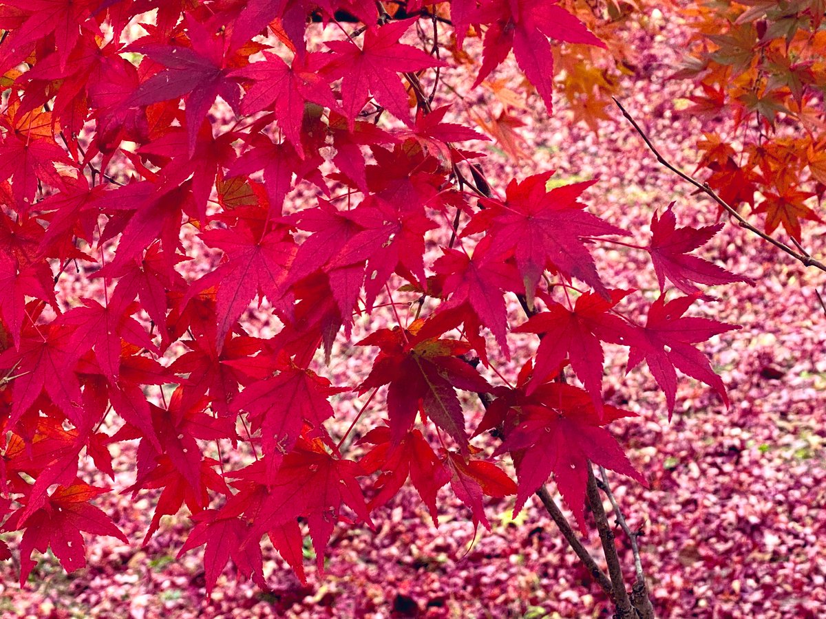 GM__aki's tweet photo. 今年も群馬県桜山公園行ってきました🚗 ³₃  毎年行っているので差程変わりは無いのですがそれでも冬桜の可憐な1輪の花🌸 そしてもみじの紅葉🍁 こころ穏やかになります(๑´͈ ꒫ `͈๑) https://t.co/24TuWm989J