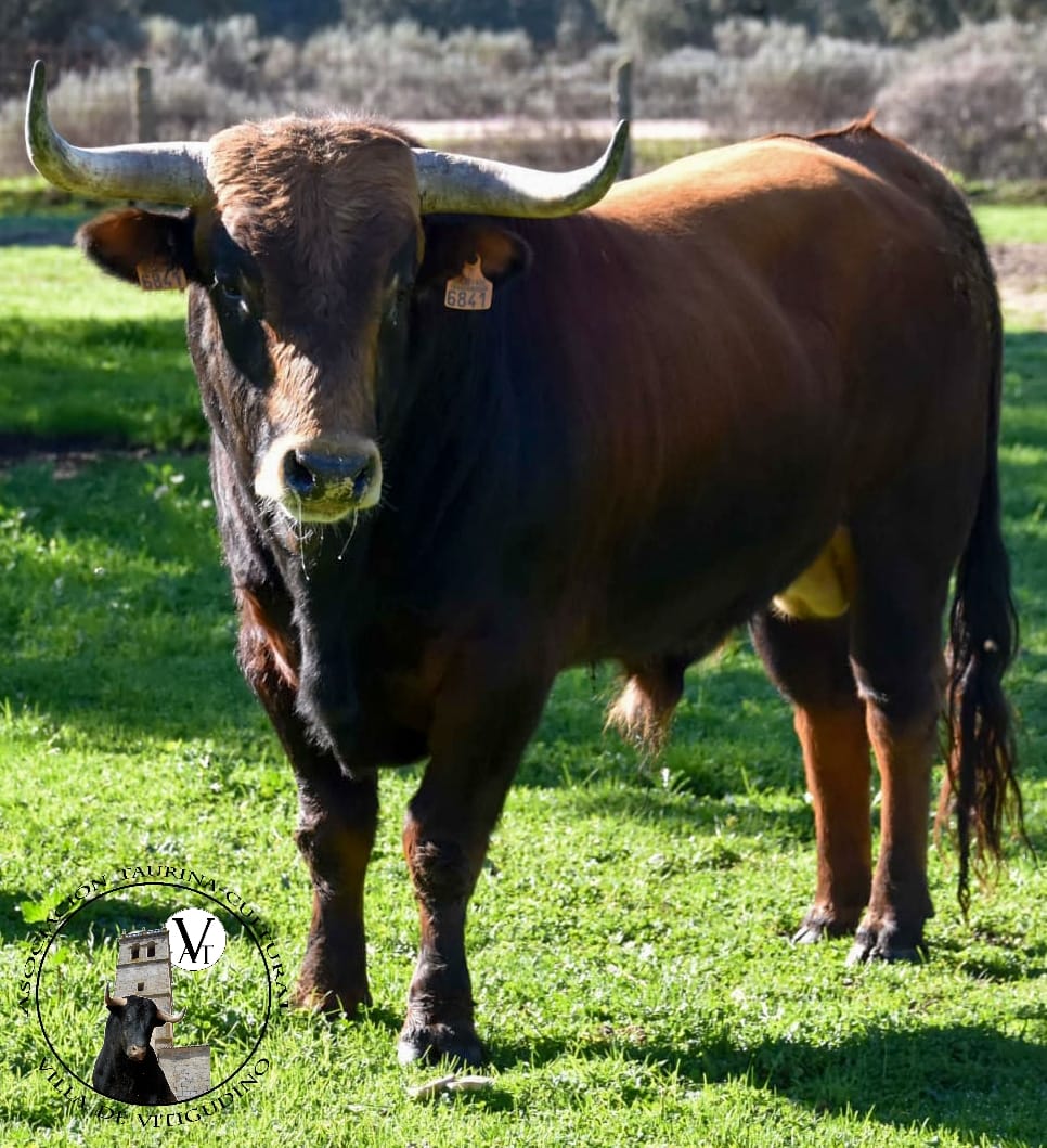 Vitigudino_AVT's tweet photo. II Toro de San Nicolás. Mirador de la Ganaderia Tabernero de Vilvis , encaste Aldeanueva Numero 2 Gurismo 0. Saldra en las calles de Vitigudino el 6 de diciembre a las 16:00h. https://t.co/9hbH6HSWyo