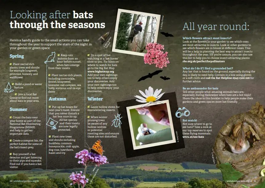 Here’s a handy guide to the small actions you can take throughout the year to support the stars of the night in your garden or green space: buff.ly/2HkKSuq
