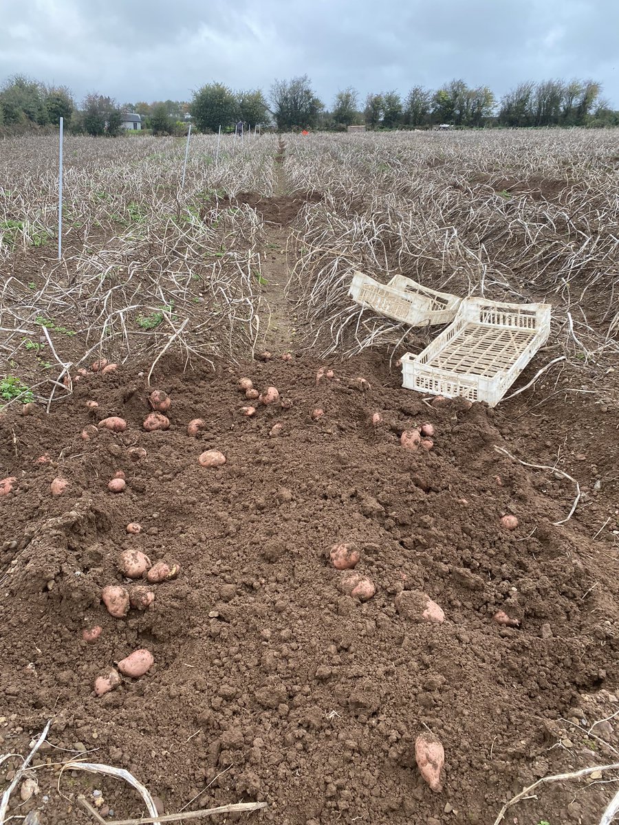The real barometer of fitness from year to year. Great yields and quality from 2022 blight trials
