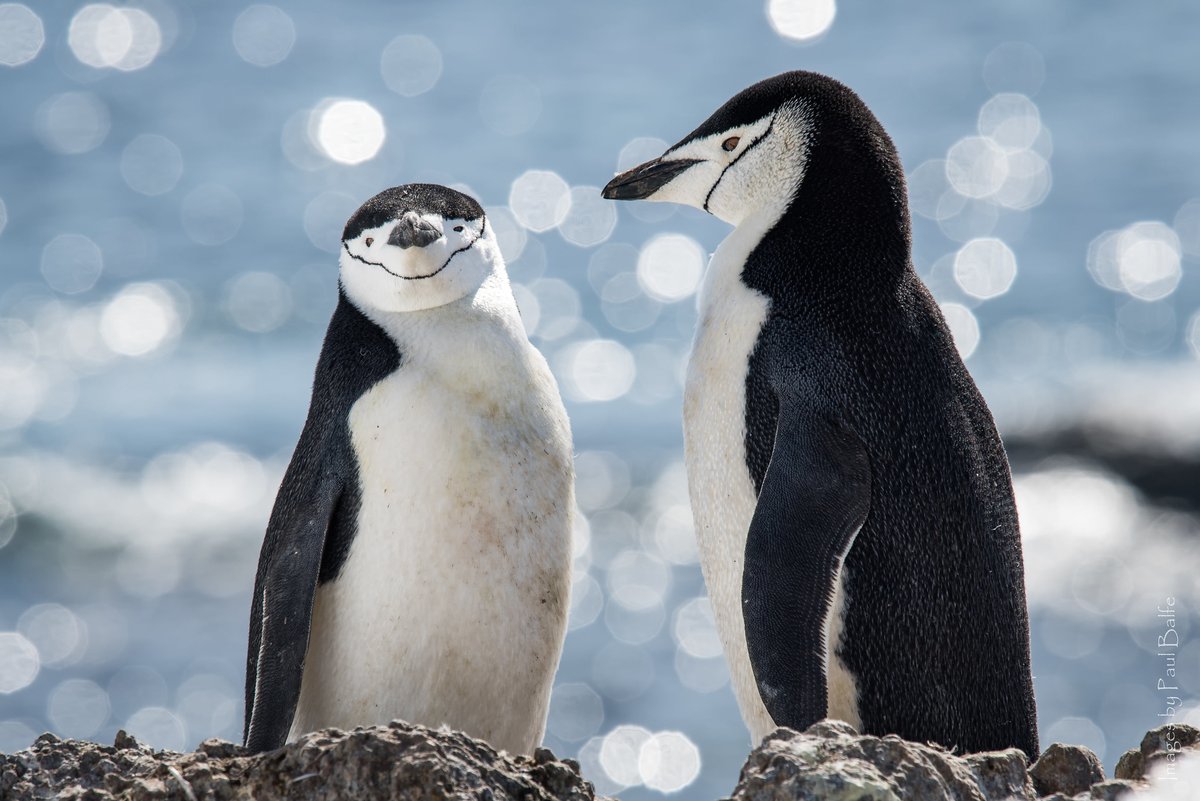 penguins365's tweet photo. Maybe I shouldn't have eaten that coleslaw, last night, eh Bert... 🐧
Yup! 🐧
#PenguinOfTheDay
#BertChinstrap #ChinstrapPenguins
#Penguins
📸 Paul Balfe
(https://t.co/LoEVn4l9PA) https://t.co/A32QhOLUnR