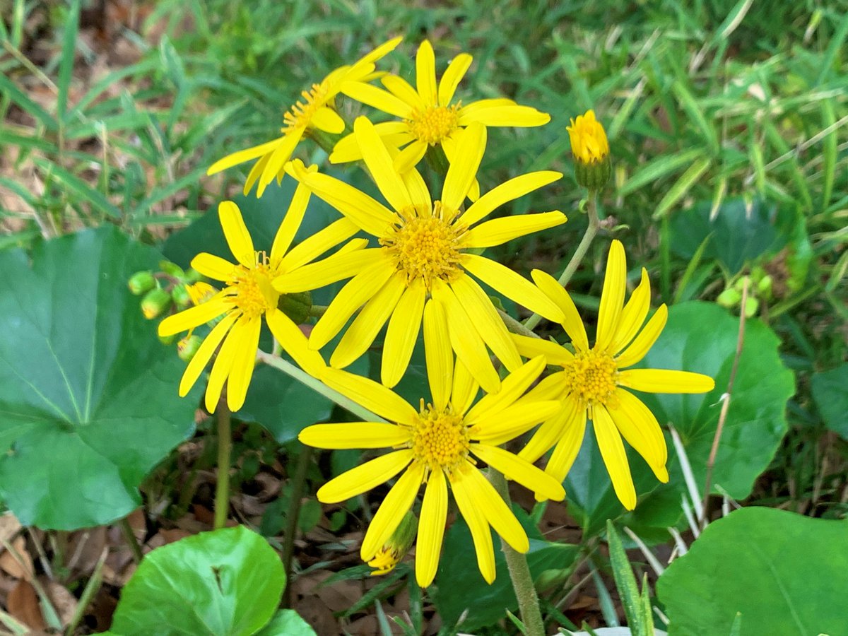 浜離宮恩賜庭園 on Twitter "You'll find these clusters of daisylike yellow