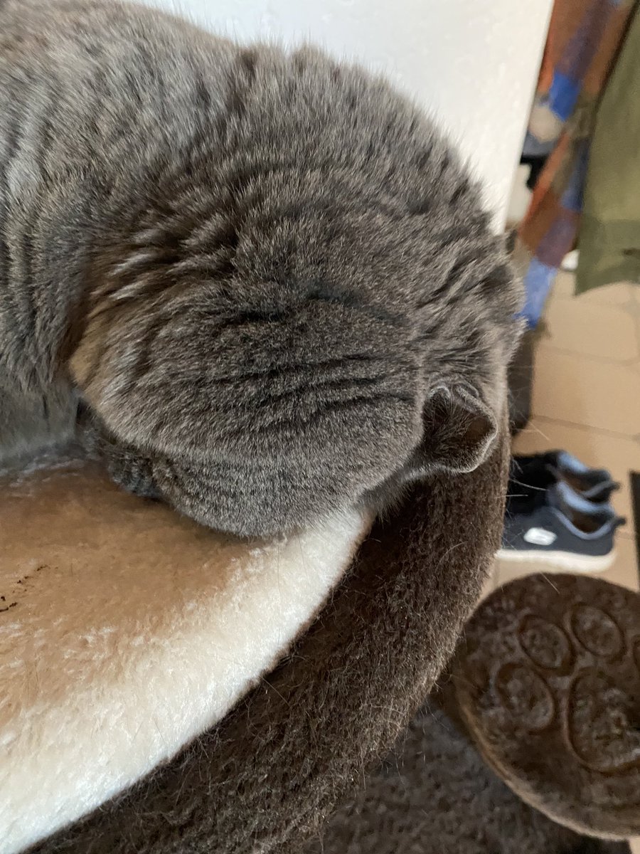 I told dad I want to sleep in today, but he put the shades up #CatsOnTwitter #CatsofTwittter #cats #scottisfold