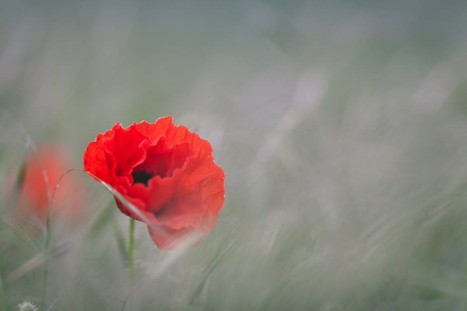 Lest we forget
