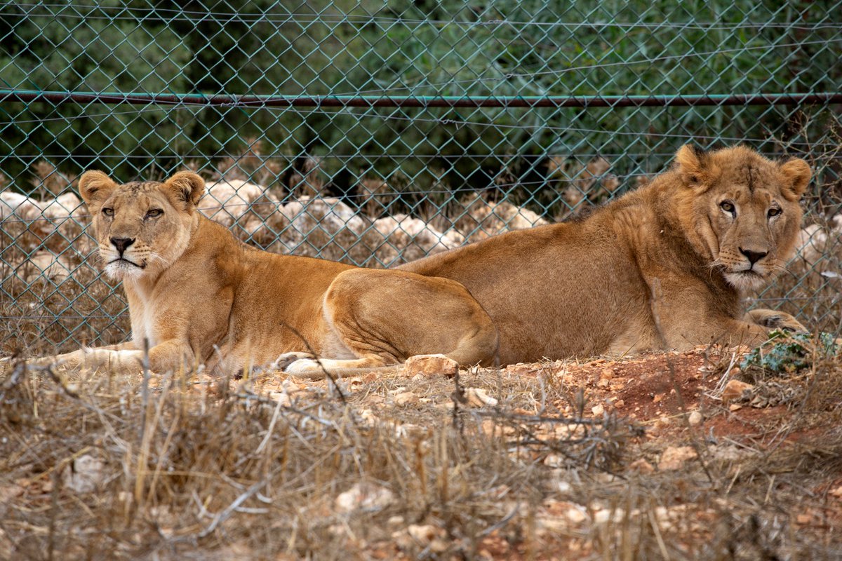 SudAnimalRescue's tweet photo. شكر خاص لسمو 👑 الأميرة علياء على كل ما قدمته من مساعدة ودعم والفريق المتخصص بمحمية المأوى
📸© FOUR PAWS | Hristo Vladev
#SudanAnimalRescue #FourPaws #PrincessAliaFoundation #AlMawaSanctuary #SudaneseWildlifeForces https://t.co/WZ7ZqfJhzy