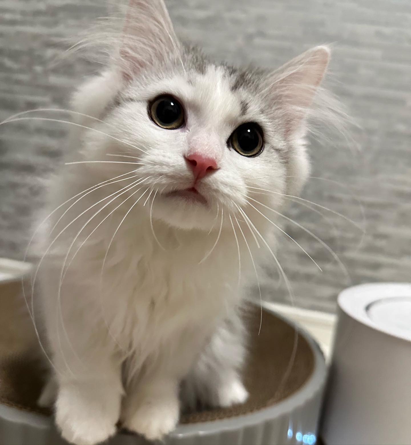 長毛猫 Twitter Search Twitter