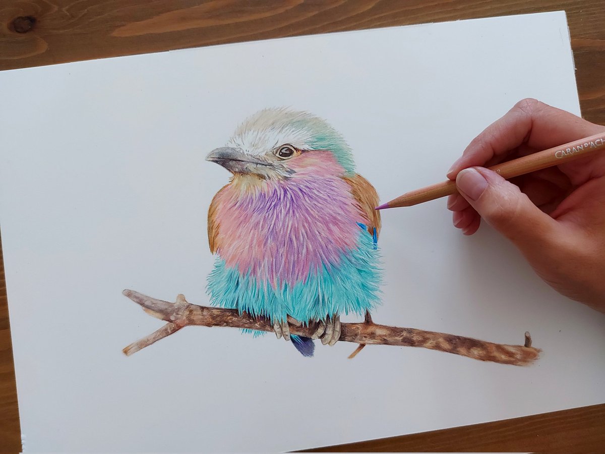 Something to brighten your Sunday. Currently on offer at £120 plus shipping. Mounted size 16x12' coloured pencil. 

#birds #lilacbreastedroller #originalart #birdlovers #art