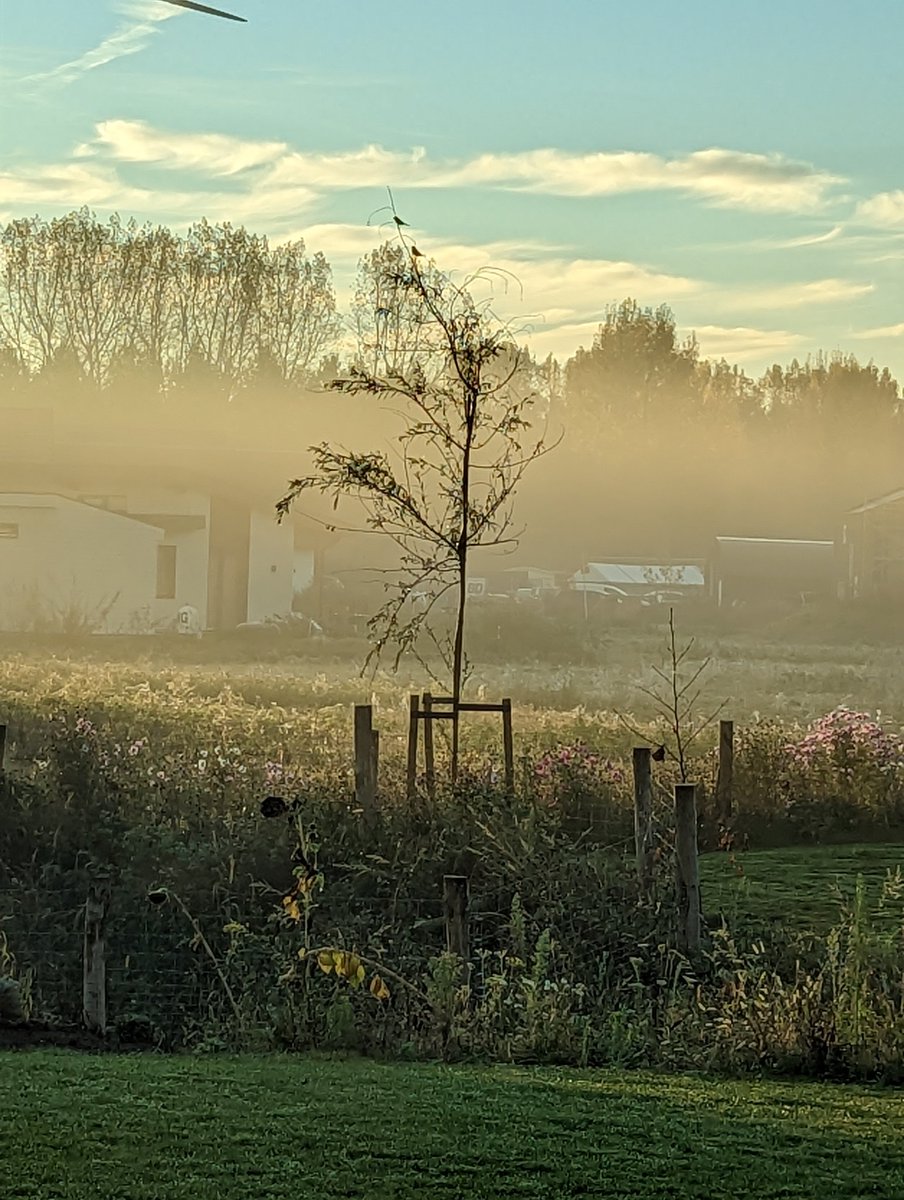 And this is how the day started. 

Not living in a city is such a luxury. Every day you get to experience things you wouldn't even notice otherwise. 

Today: the sun shining on some low mist and making it look golden (and birds chilling)