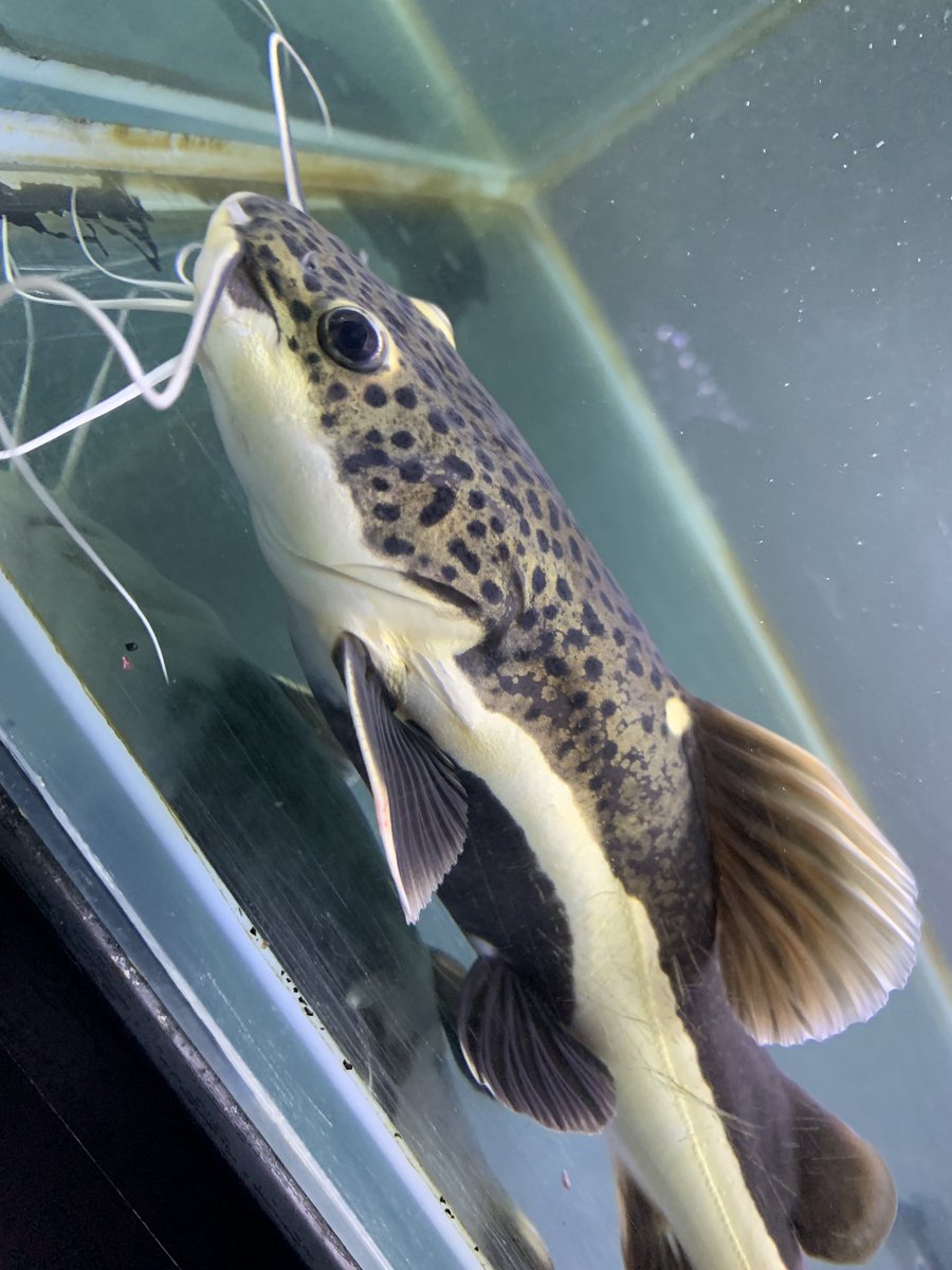 レッドテールキャットお迎え(^^)

#レッドテールキャット
#キャット
#ナマズ
#大型魚